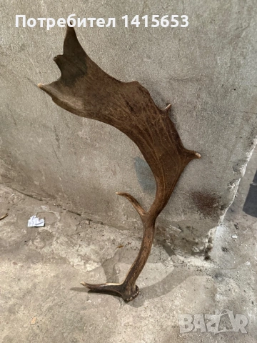 Продавам рог от лопатар, снимка 3 - Други ценни предмети - 53608846