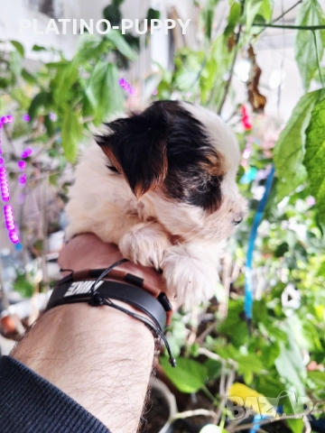 Йорки Бивер, снимка 7 - Йоркширски териер - 52834176