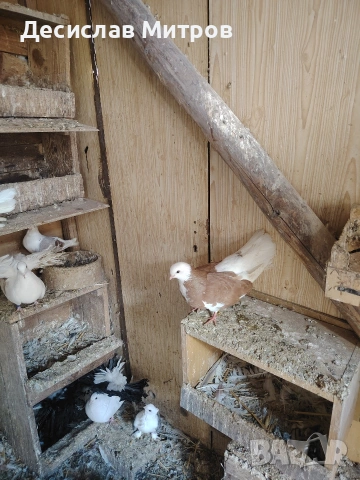 Гълъби, снимка 4 - Гълъби - 54093469