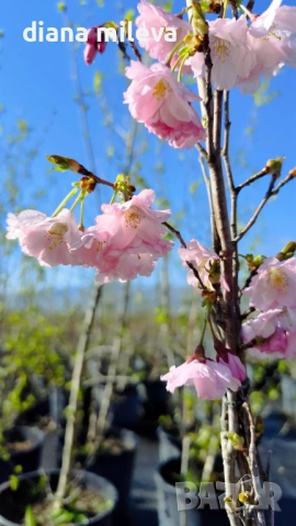 Японска Вишна, Prunus Accolade, снимка 11 - Градински цветя и растения - 54116099