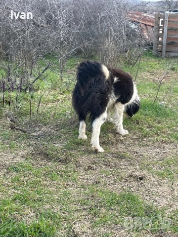 Каракачанка мъжко, снимка 3 - Каракачанска овчарка - 53585265