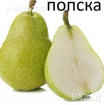   Круши – Подбрани сортове за истински ценители, снимка 5 - Разсади - 52743818