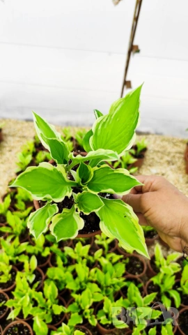 Хоста Франция, Hosta Francee , снимка 4 - Градински цветя и растения - 49756639