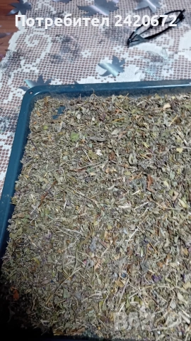 био  червен  риган, снимка 2 - Други - 52070972