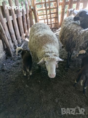 3 годишен коч, снимка 2 - Овце - 46057417