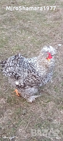 Свободни петли , снимка 5 - Кокошки и пуйки - 53489682