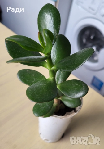 Цвете индрише алое вера лилава детелина коледниче дървото на живота, снимка 14 - Стайни растения - 37613358