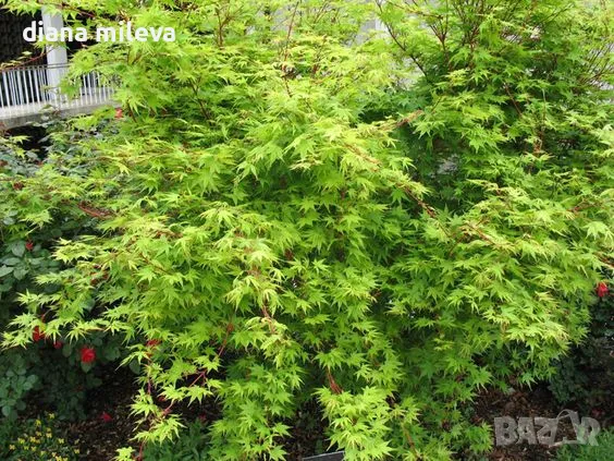 Японски клен, Acer Palmatum 'Beni Kawa' / Coral Barl Maple, снимка 5 - Градински цветя и растения - 46212786