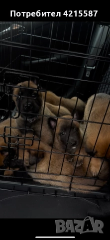 Белгийска овчарка бебе, снимка 2 - Белгийска овчарка - 52804440