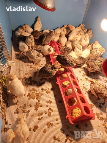 продавам пъдпъдъци , снимка 2 - други­ - 53825400