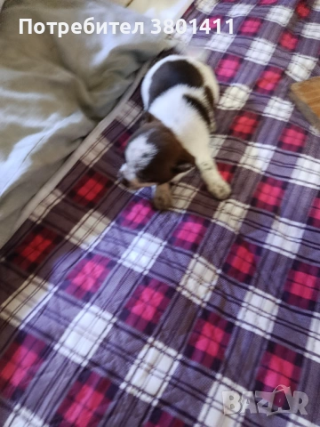 Домашни любимци