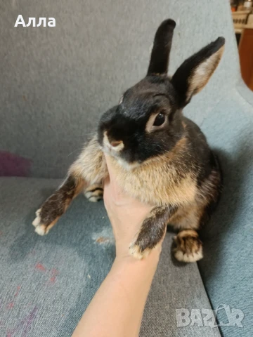 Мини заек , снимка 1