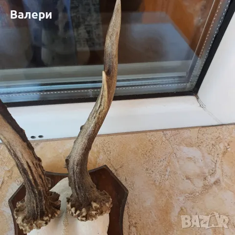 Сръндак Документиран, снимка 4 - Колекции - 50072932