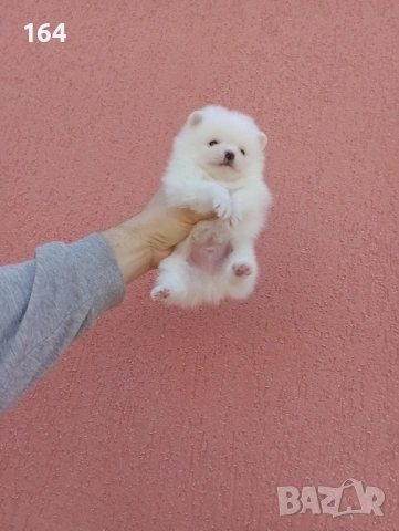 Мъжки бял мини Померан. Реални снимки! , снимка 2 - Померан - 53095787