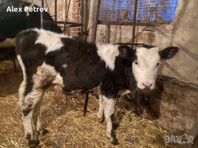 Свободно мъжко отбито теле симентал