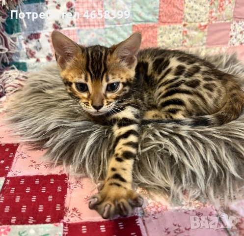 Бенгалска котка