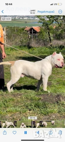 Американско були- мъжкар, снимка 2 - Други - 53505519