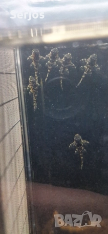 Сомчета Хипанцитрус , снимка 6 - Рибки - 52352323