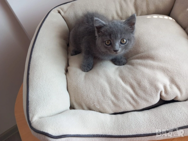 Британски Котета момичета , снимка 5 - Британска късокосместа - 52933244