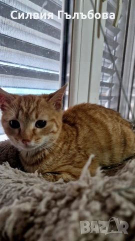 Азраел търси дом, снимка 2 - Други - 53557762