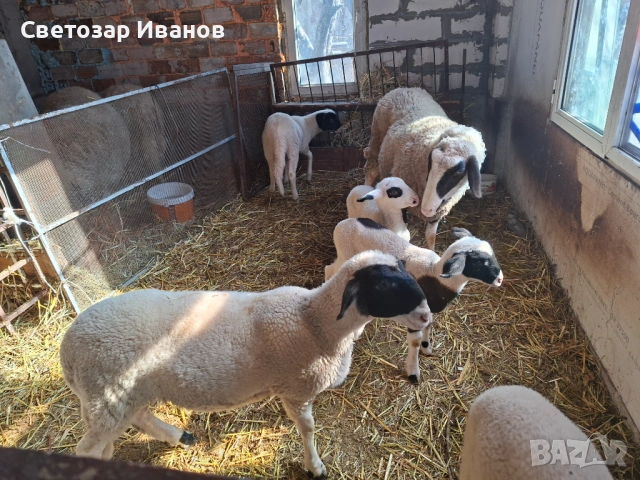 Продавам агнета гр. София, 7 €