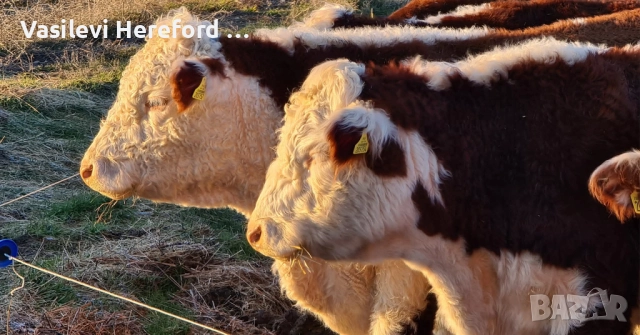 Елитни бикове Херефорд , снимка 4 - Крави - 52813805