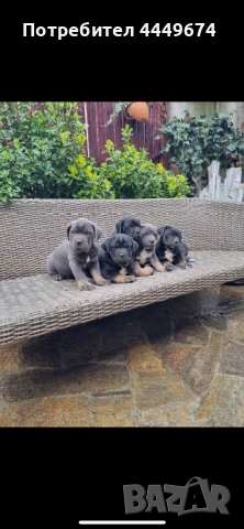 Кане корсо (ферментино)