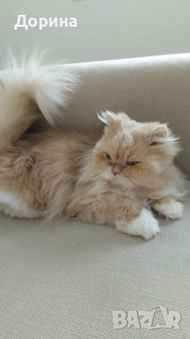 Търся осиновители за персийска котка