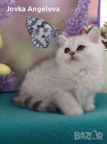 Малки сладки котета, снимка 1 - Британска късокосместа - 45264153
