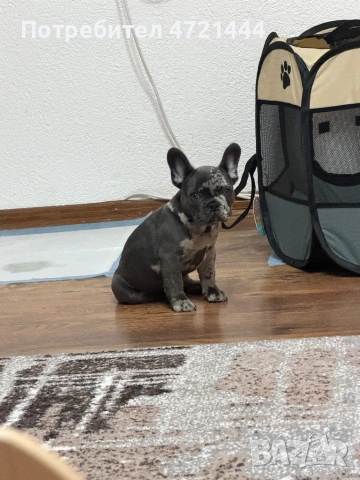 Френски булдог