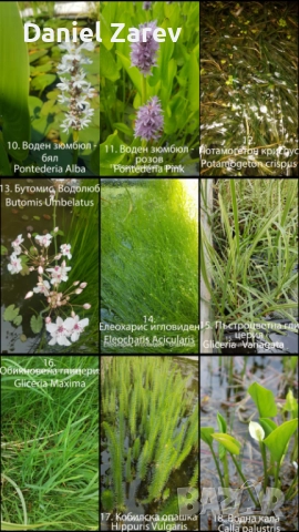 Продавам водни лилии, езерни растения и цветя. Тор за растения., снимка 6 - Градински цветя и растения - 28830827