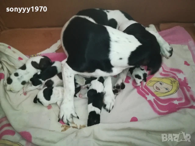 ДЖАК РЪСЕЛ БЕБЕТА 1408250720, снимка 11 - Джак ръсел териер - 51360990