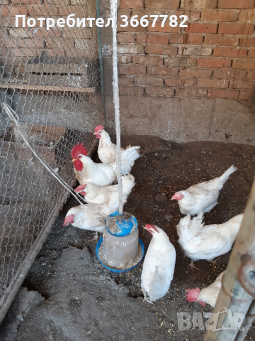 разплодни яйца , снимка 5 - Кокошки и пуйки - 44937815