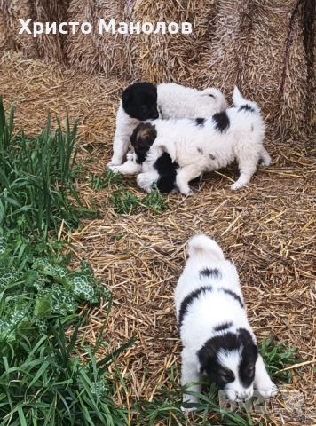 Каракачанско овчарско куче, снимка 13 - Каракачанска овчарка - 53652414