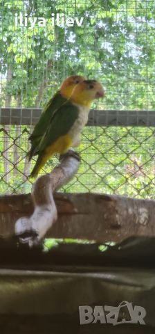 Две  двойки папагали ( кайка ), снимка 7 - Папагали - 45809547