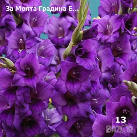 Гладиоли , снимка 13 - Градински цветя и растения - 49762560