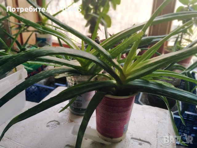 Лечебно Алое Вера и Дървовидно алое, снимка 3 - Стайни растения - 34336379