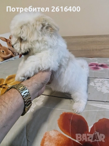 малтииска болонка, снимка 5 - Болонка - 53867803