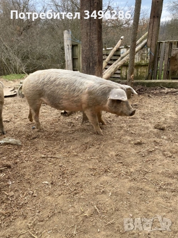 Бременни прасета