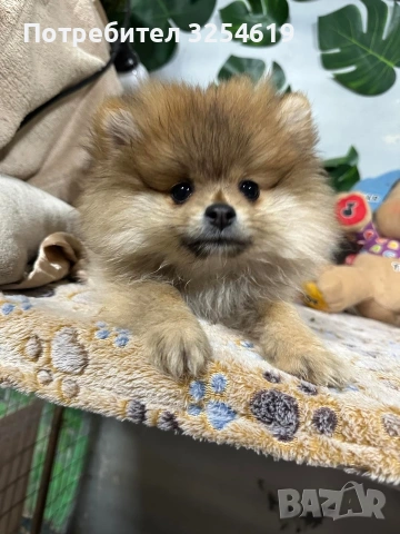 Померан и малък шпиц, снимка 5 - Померан - 53911514