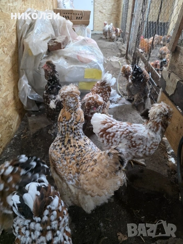 Продавам оплодени яйца от струмски стандарт, снимка 3 - други­ - 53832836