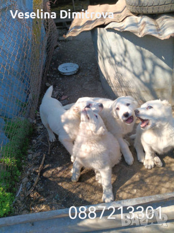 Продавам кученца, снимка 3 - Средноазиатска овчарка - 45063984