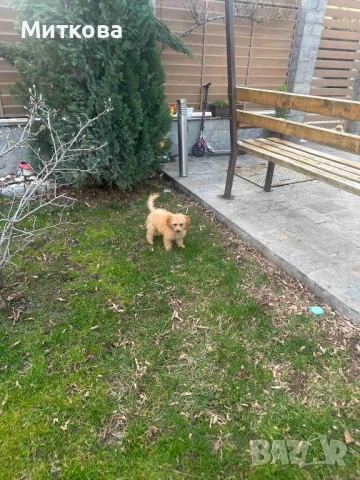 Той пудел , снимка 6 - Пудели - 53364001