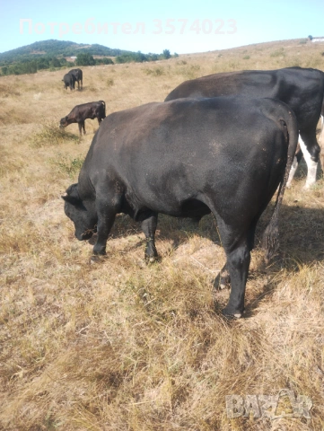 Месодайни телета, снимка 6 - Крави - 54245143