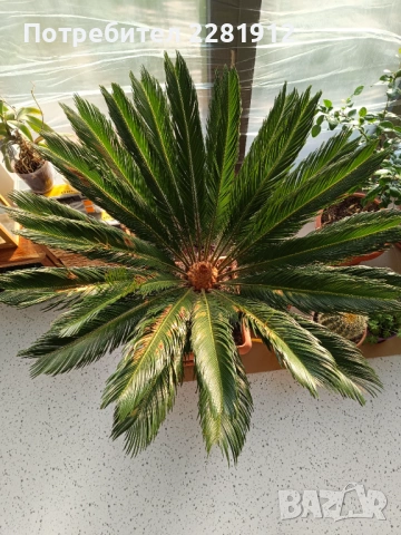 Две палми Цикас и Нолина , снимка 3 - Други - 53185325