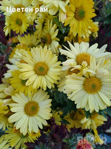 Разсад хризантеми , снимка 14 - Градински цветя и растения - 54010299