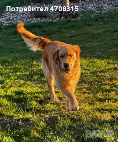 Голдън ретривър  момче родословен баща , снимка 15 - Голдън ретривър - 53604947