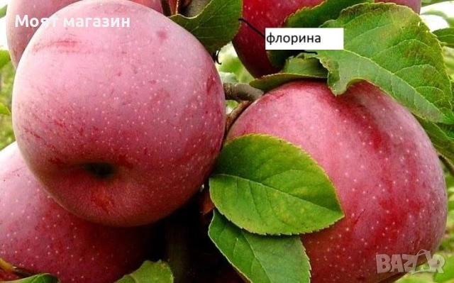 Ябълки-подбрани сортове, снимка 3 - Градински цветя и растения - 53618856