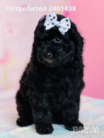 Мини пудел, снимка 4 - Пудели - 53689392