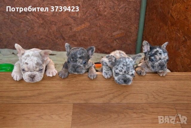 Френски Булдочета, снимка 2 - Френски булдог - 53971639